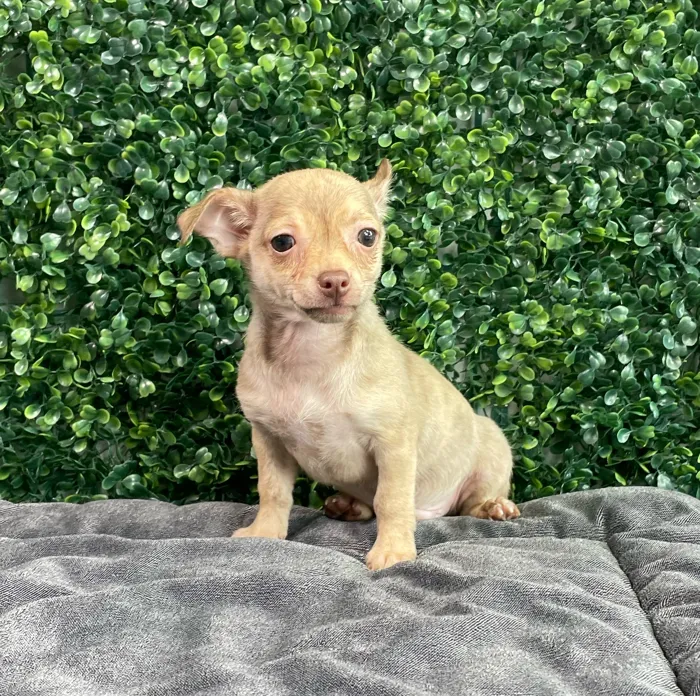 Male Chihuahua puppy named Romper for sale at Puppy Dreams - West Little Rock.