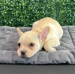 Male French Bulldog puppy named Gucci for sale at Puppy Dreams - West Little Rock.