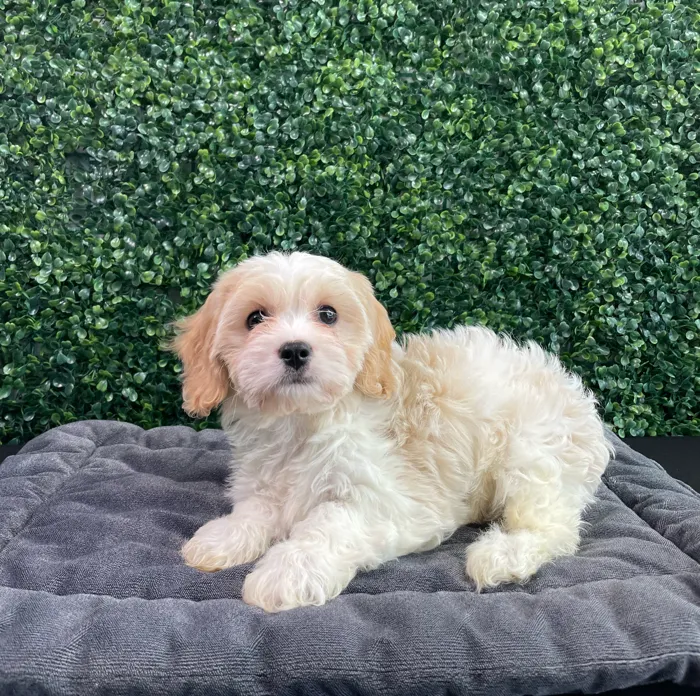Female Cavachon puppy named Armani for sale at Puppy Dreams - West Little Rock.