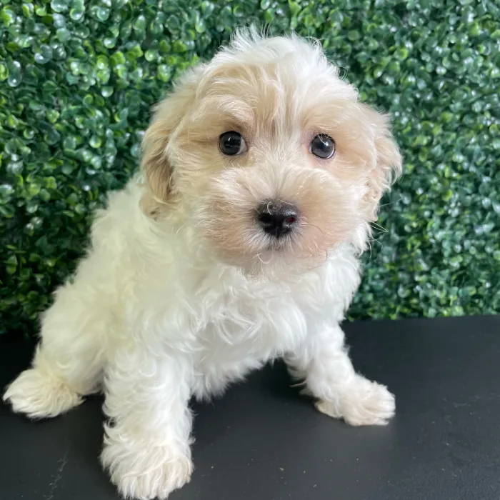 Male Maltipoo puppy named Rome for sale at Puppy Dreams - West Little Rock.
