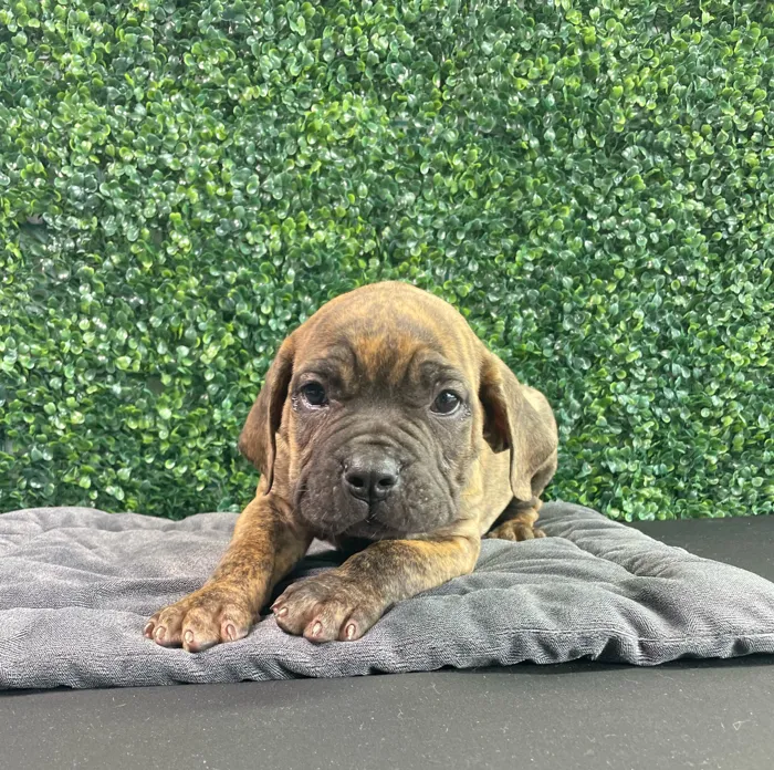 Female Cane Corso puppy named Porche for sale at Puppy Dreams - West Little Rock.