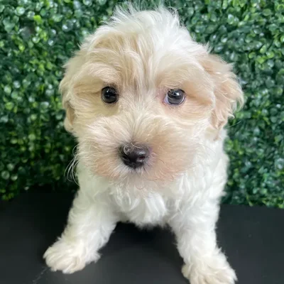Male Maltipoo puppy named Rome for sale at Puppy Dreams - West Little Rock.