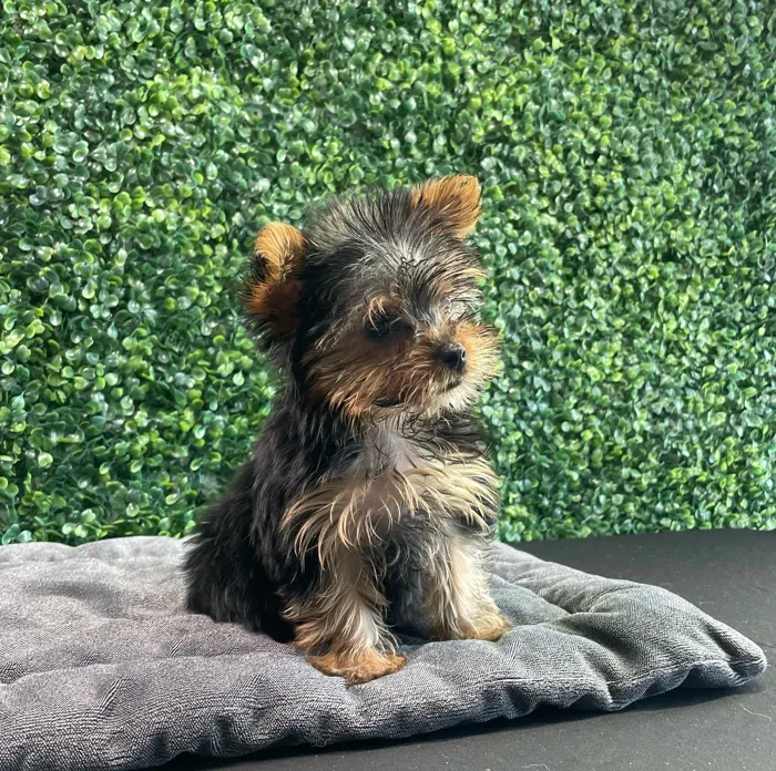 Female Yorkie puppy named Prada for sale at Puppy Dreams - West Little Rock.