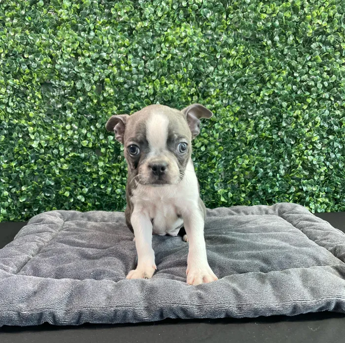 Female Boston Terrier puppy named Tiffany for sale at Puppy Dreams - West Little Rock.