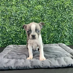 Female Boston Terrier puppy named Tiffany for sale at Puppy Dreams - West Little Rock.