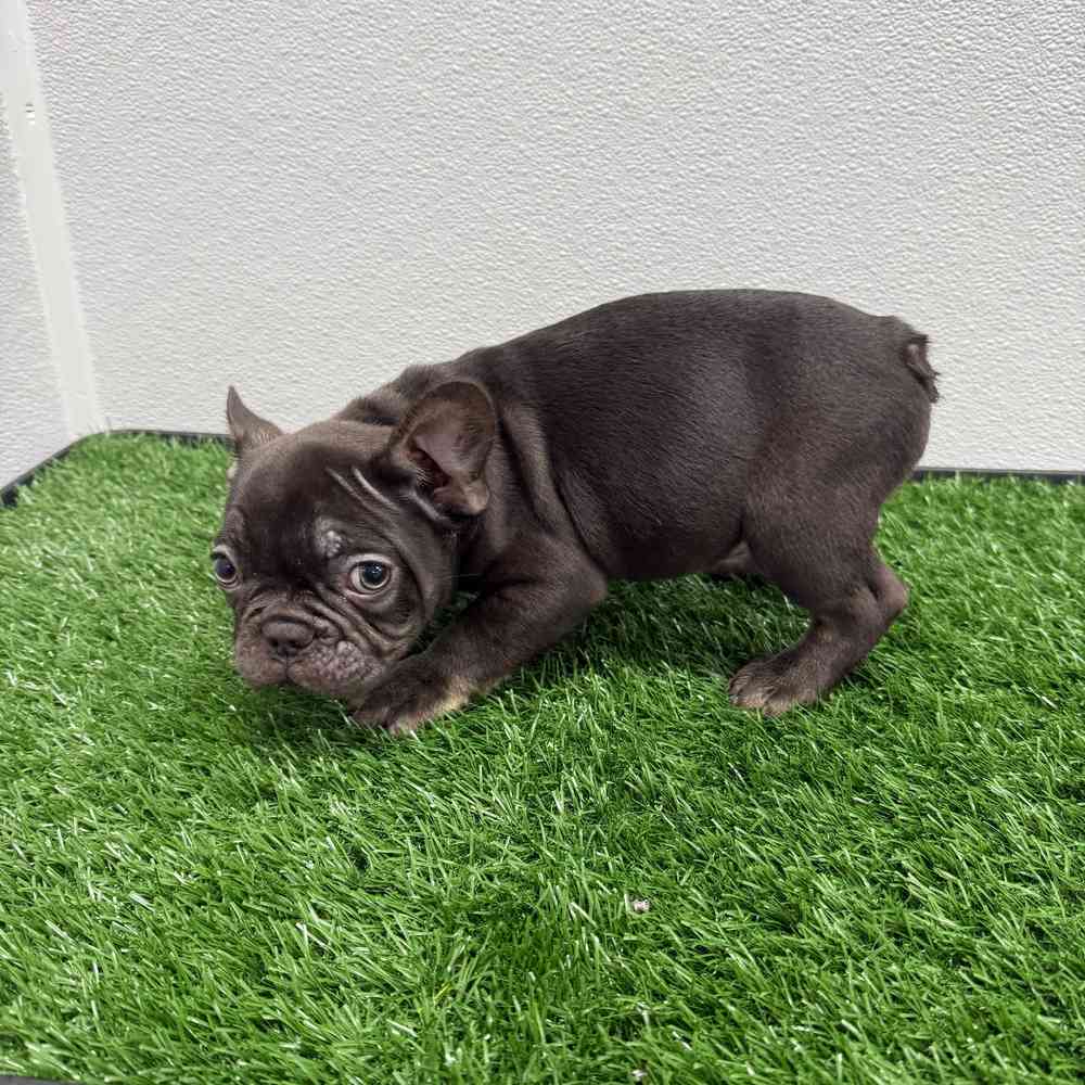 Male French Bulldog puppy named Grinch for sale at Puppy Dreams - South Little Rock.