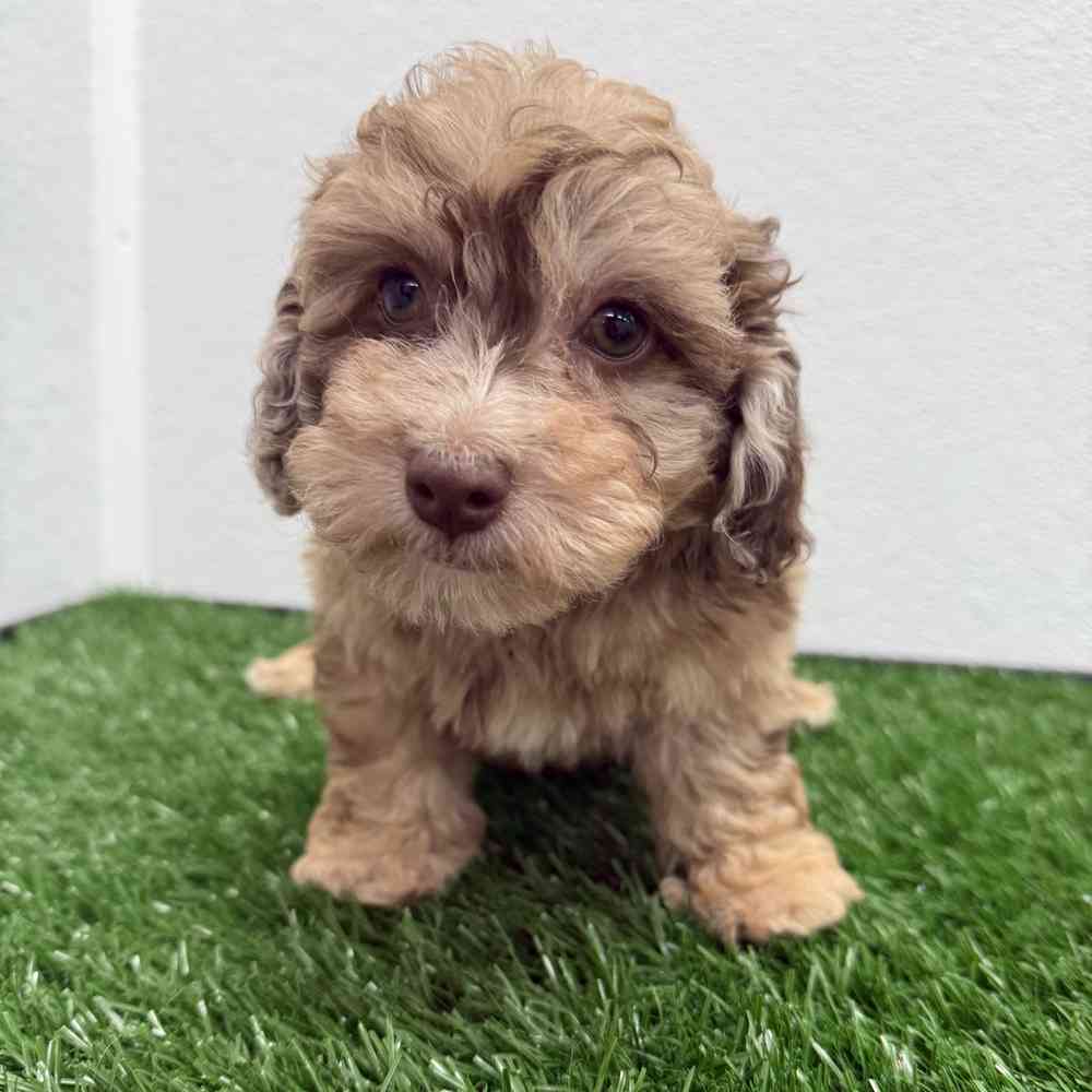 Female Mini Poodle puppy named Wednesday for sale at Puppy Dreams - South Little Rock.