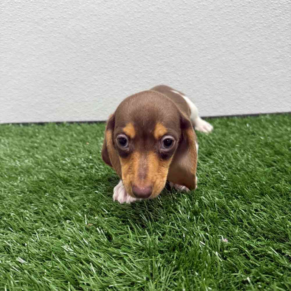 Male Dachshund puppy named Juniper for sale at Puppy Dreams - South Little Rock.