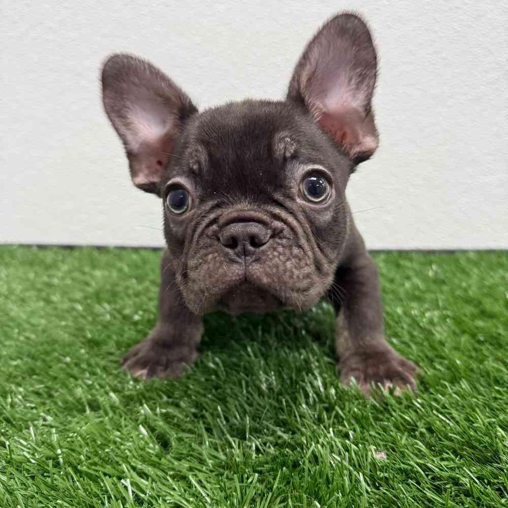 Male French Bulldog puppy named Grinch for sale at Puppy Dreams - South Little Rock.