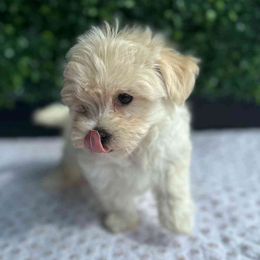 Female Maltipoo puppy named Coraline for sale at Puppy Dreams - West Little Rock.