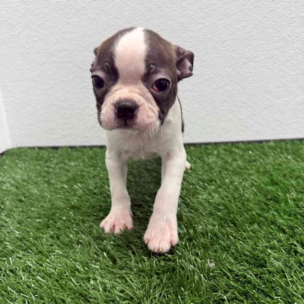 Male Boston Terrier puppy named Santa for sale at Puppy Dreams - South Little Rock.
