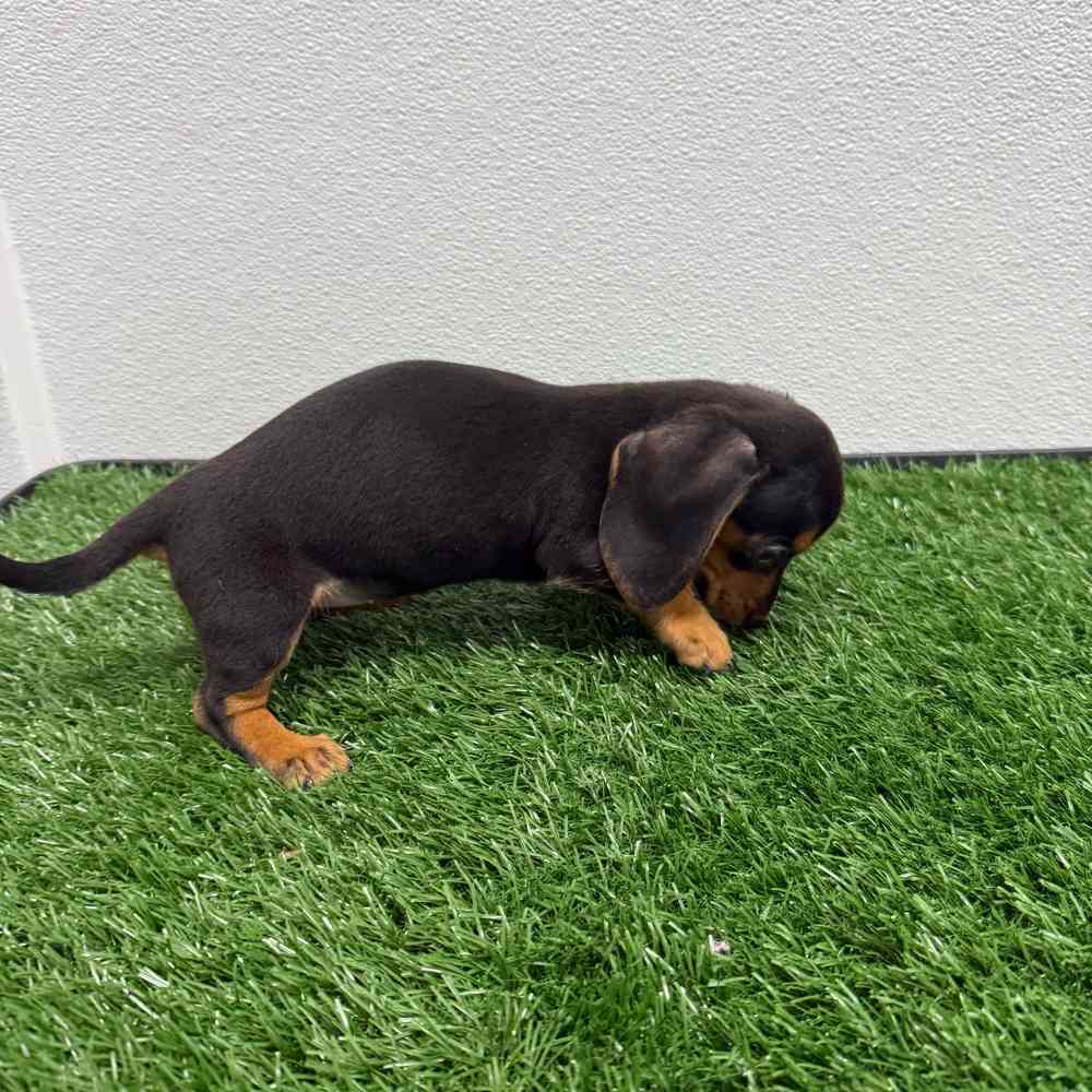 Female Dachshund puppy named Sweetie for sale at Puppy Dreams - South Little Rock.