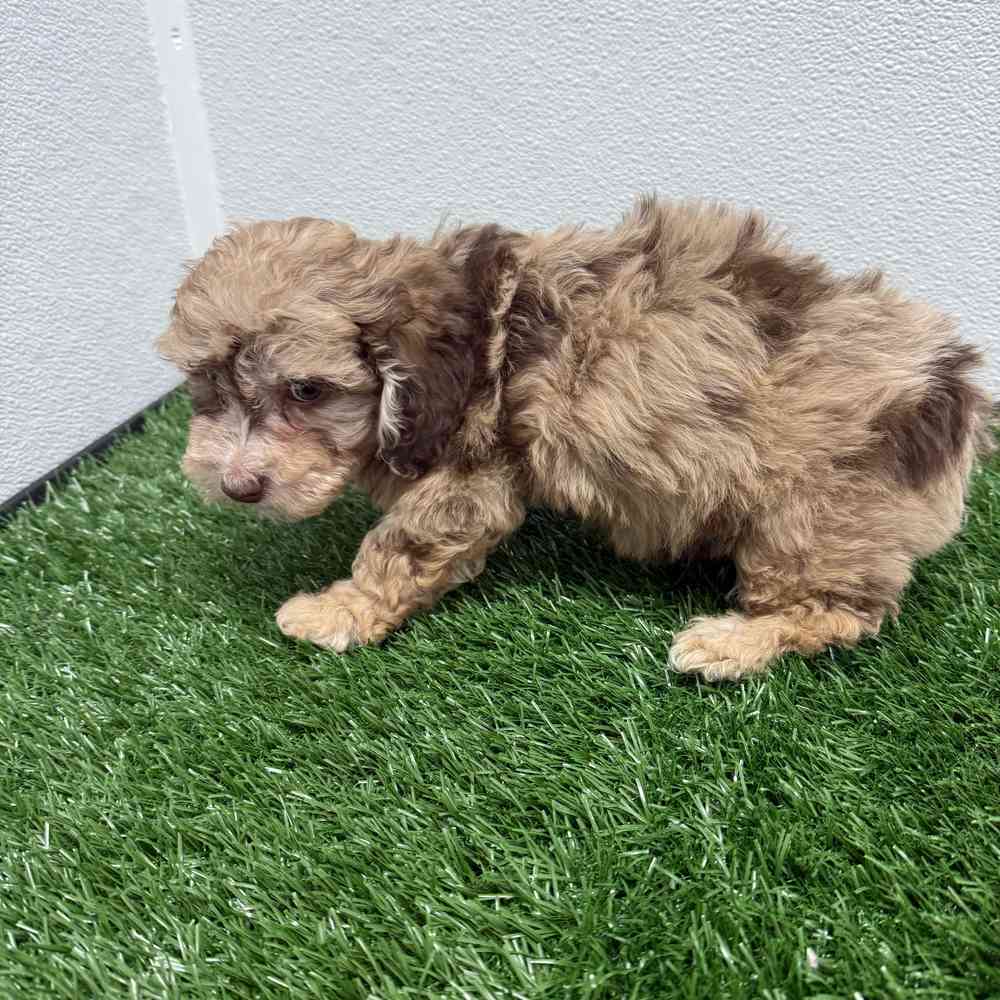 Female Mini Poodle puppy named Wednesday for sale at Puppy Dreams - South Little Rock.