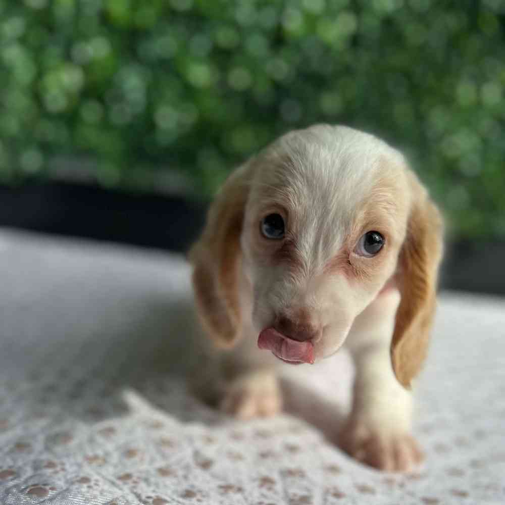 Male Dachshund puppy named Astro for sale at Puppy Dreams - West Little Rock.