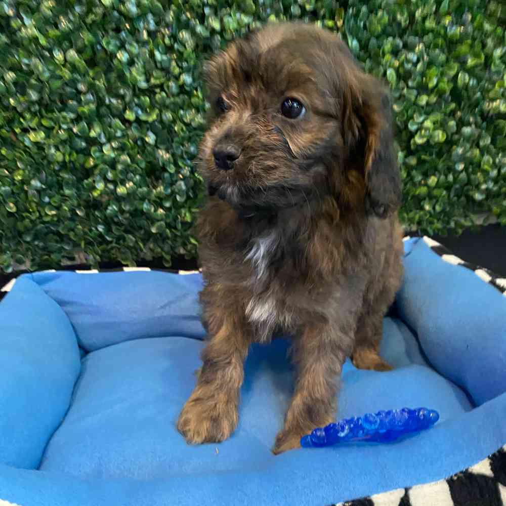 Male Cavapoo puppy named Phantom for sale at Puppy Dreams - West Little Rock.