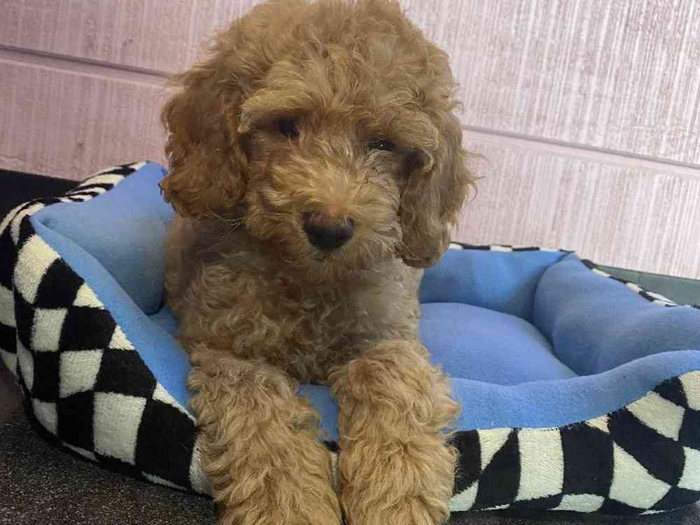 Male Cockapoo puppy named Cobweb for sale at Puppy Dreams - West Little Rock.