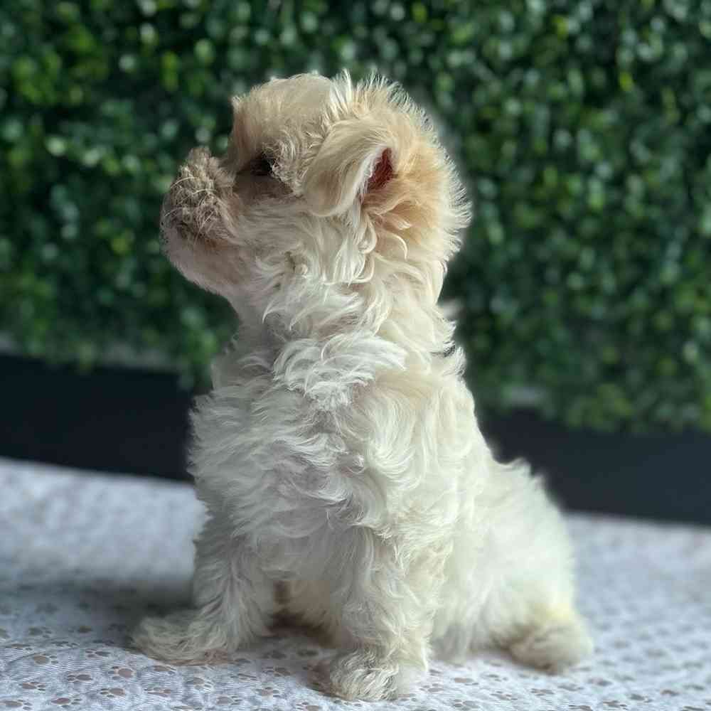 Female Maltipoo puppy named Coraline for sale at Puppy Dreams - West Little Rock.