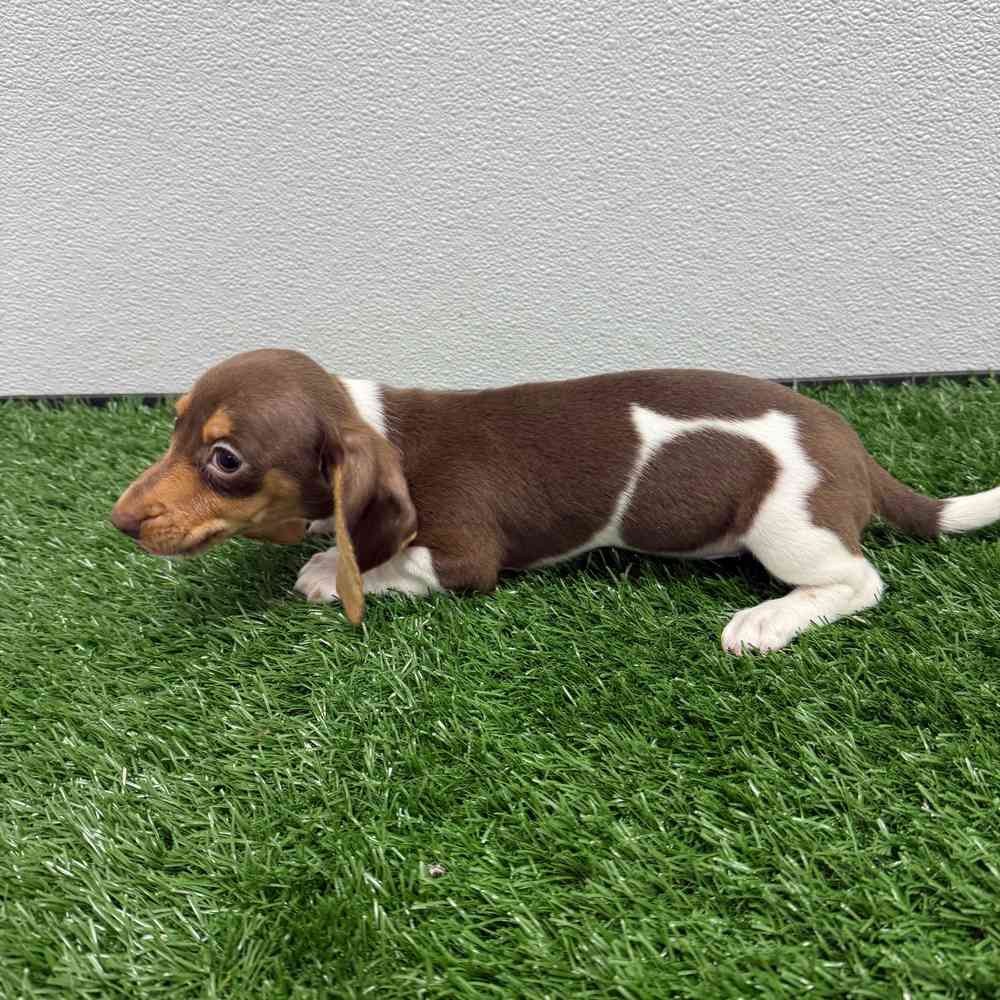 Male Dachshund puppy named Juniper for sale at Puppy Dreams - South Little Rock.