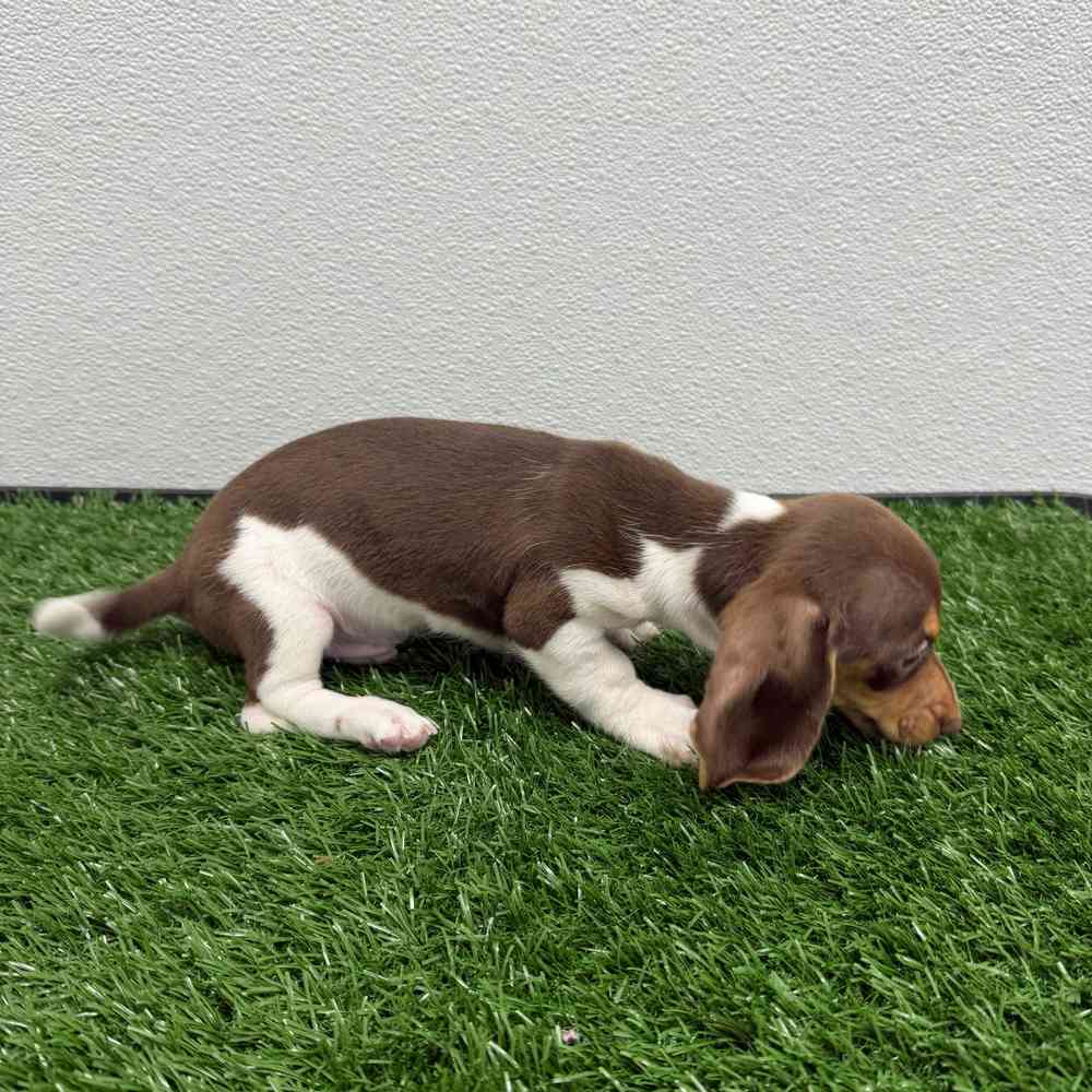 Male Dachshund puppy named Juniper for sale at Puppy Dreams - South Little Rock.