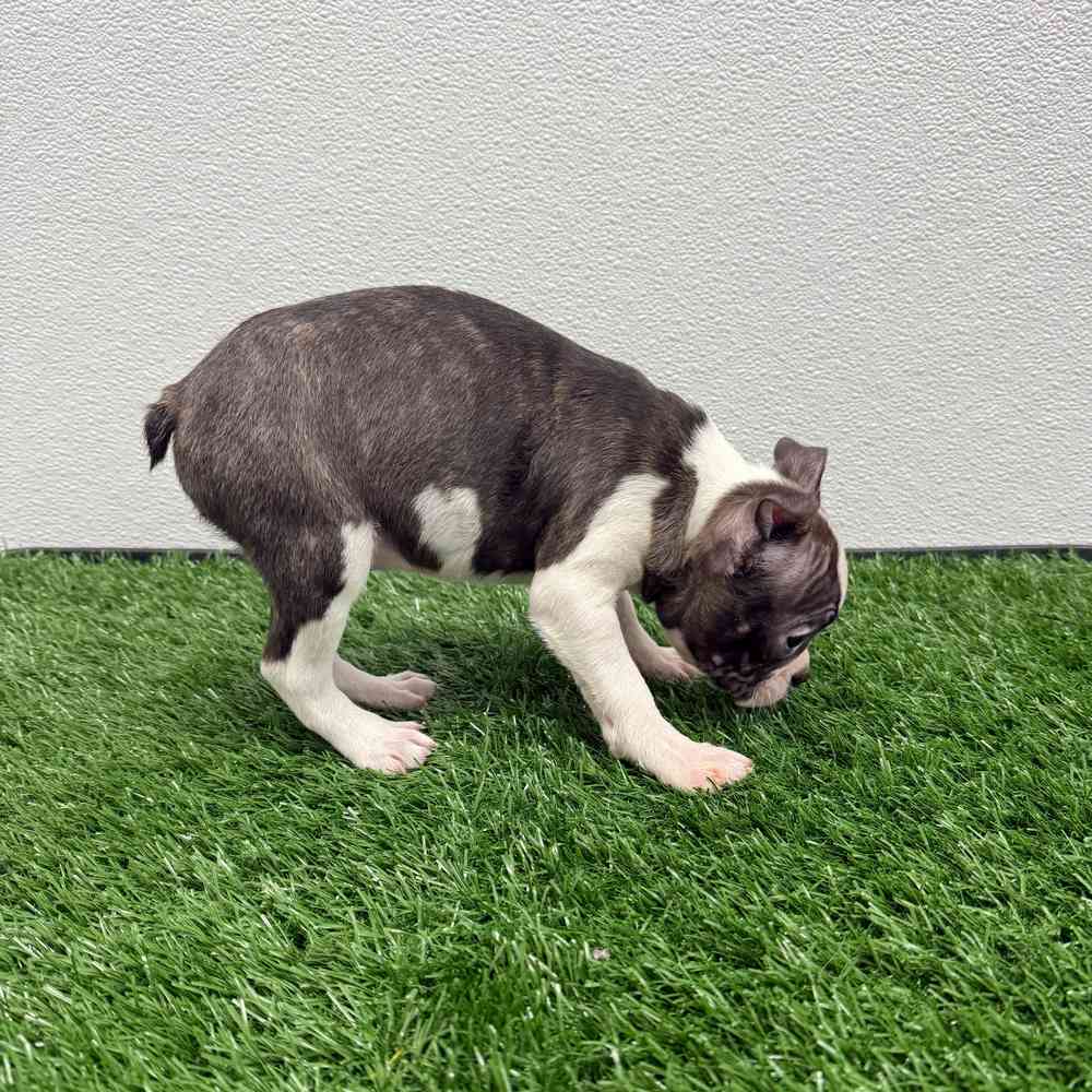 Male Boston Terrier puppy named Santa for sale at Puppy Dreams - South Little Rock.