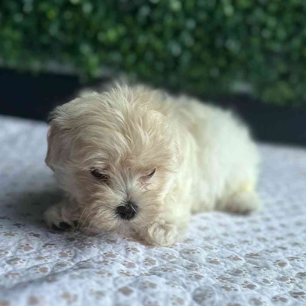 Female Maltipoo puppy named Coraline for sale at Puppy Dreams - West Little Rock.