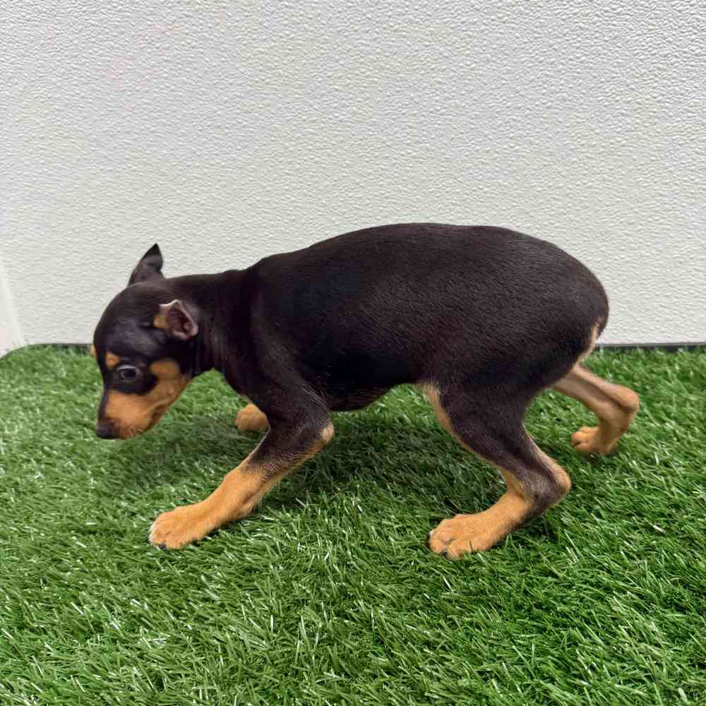 Male Mini Pinscher puppy named Tiny Tim for sale at Puppy Dreams - South Little Rock.