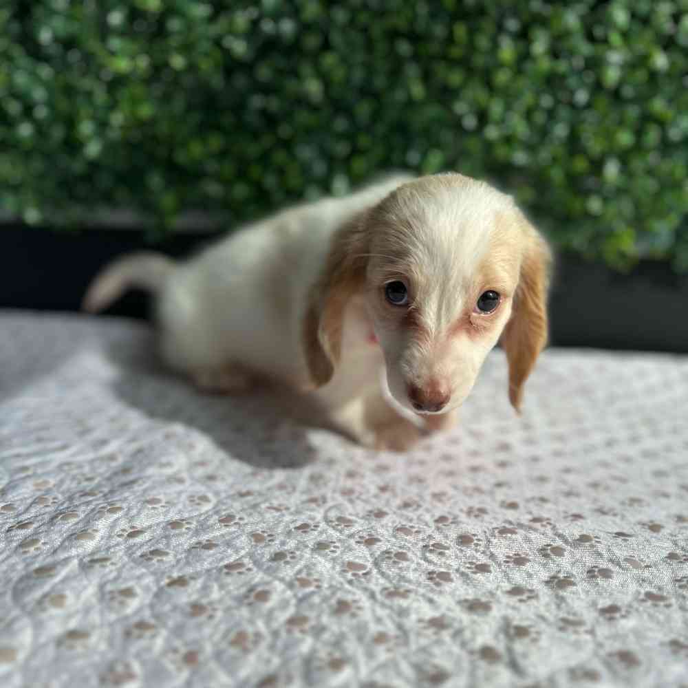 Male Dachshund puppy named Astro for sale at Puppy Dreams - West Little Rock.