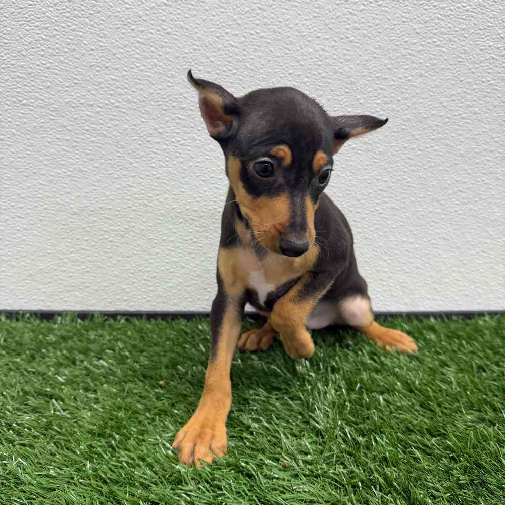 Male Mini Pinscher puppy named Tiny Tim for sale at Puppy Dreams - South Little Rock.