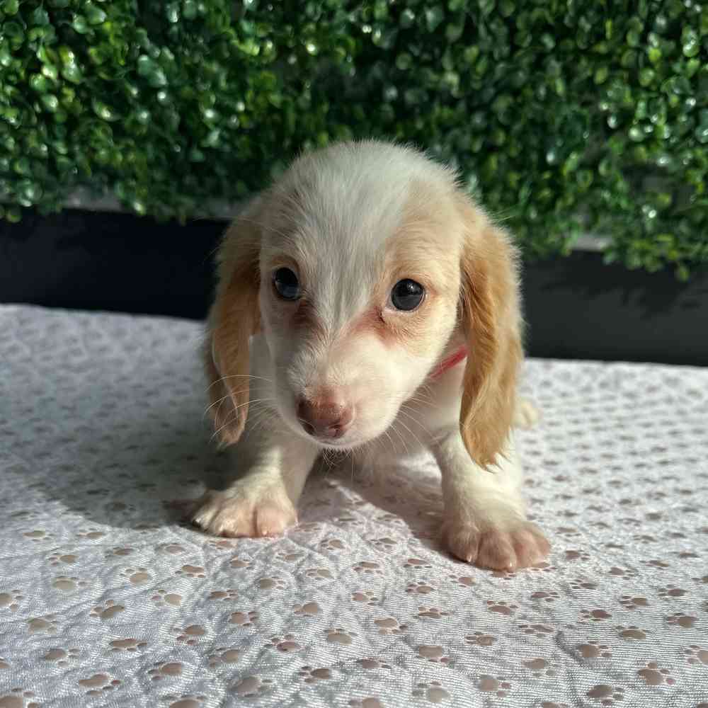 Male Dachshund puppy named Astro for sale at Puppy Dreams - West Little Rock.