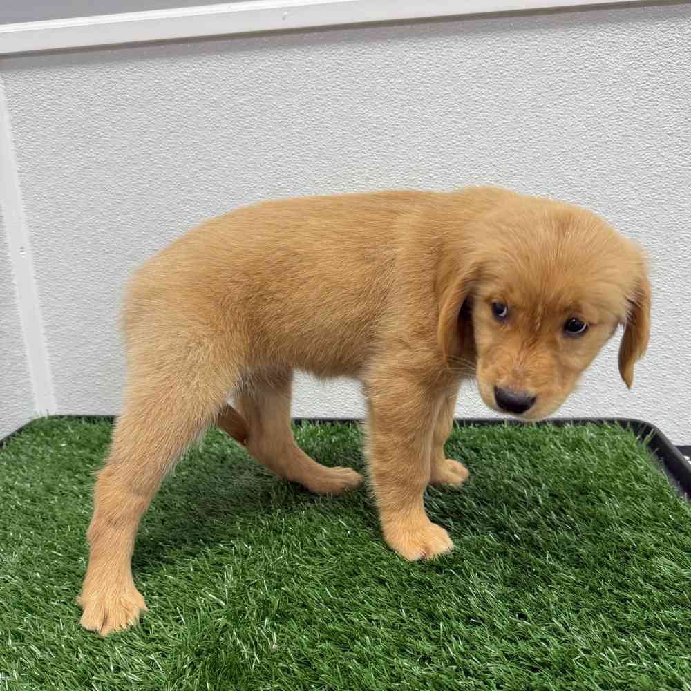 Female Golden Retriever puppy named Victoria for sale at Puppy Dreams - South Little Rock.