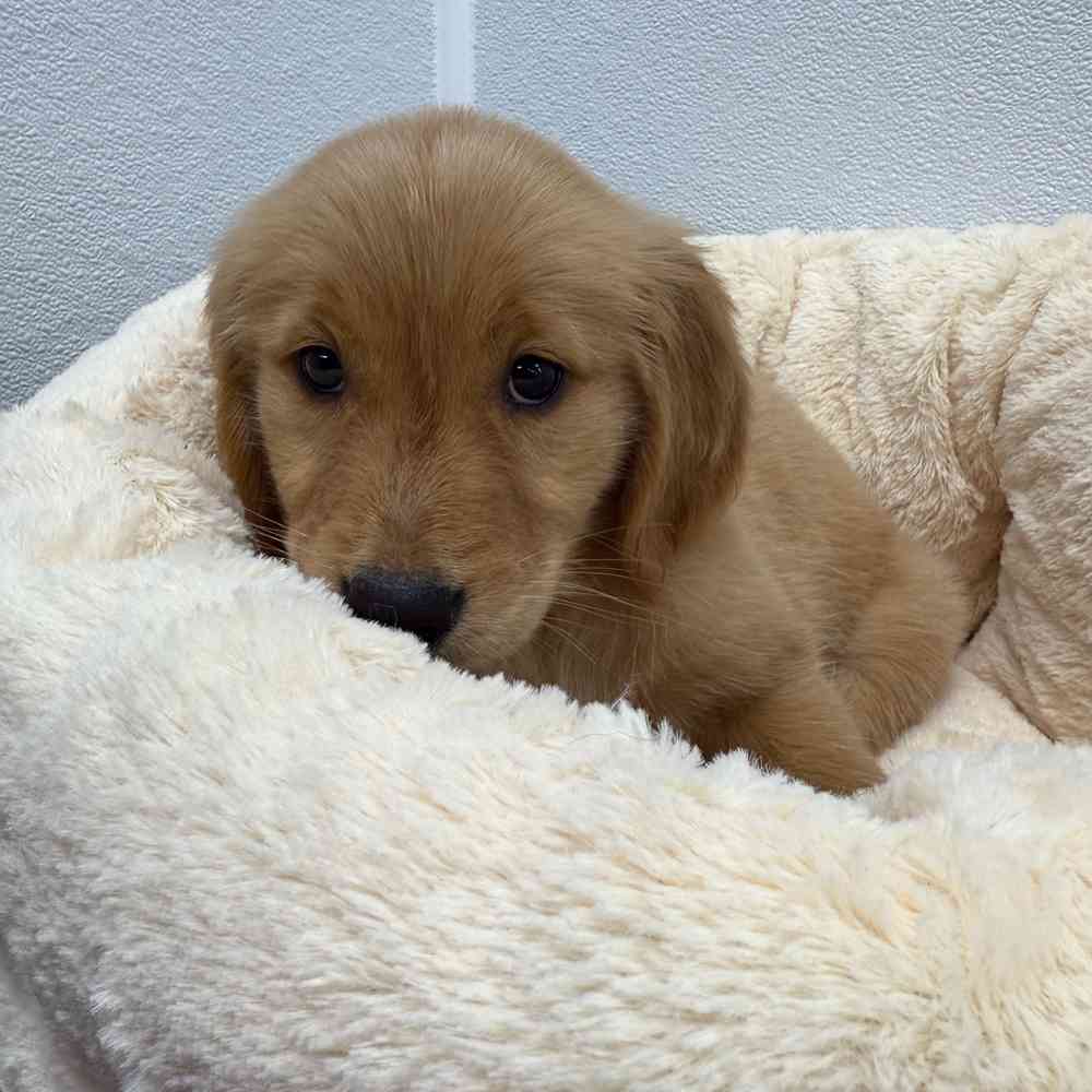 Female Golden Retriever puppy named Victoria for sale at Puppy Dreams - South Little Rock.