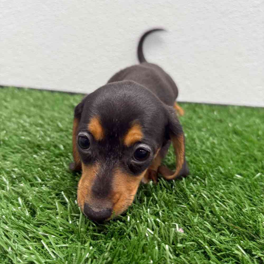 Female Dachshund puppy named Sweetie for sale at Puppy Dreams - South Little Rock.