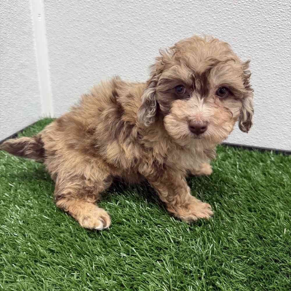 Female Mini Poodle puppy named Wednesday for sale at Puppy Dreams - South Little Rock.