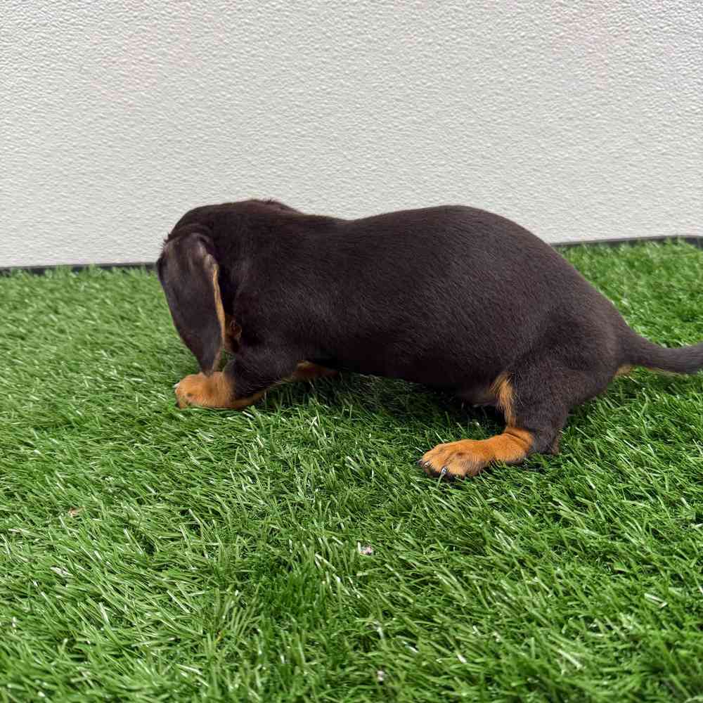 Female Dachshund puppy named Sweetie for sale at Puppy Dreams - South Little Rock.