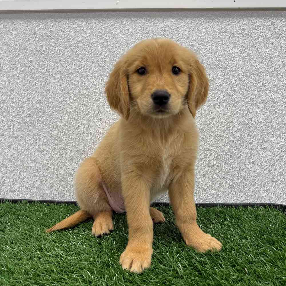 Female Golden Retriever puppy named Victoria for sale at Puppy Dreams - South Little Rock.