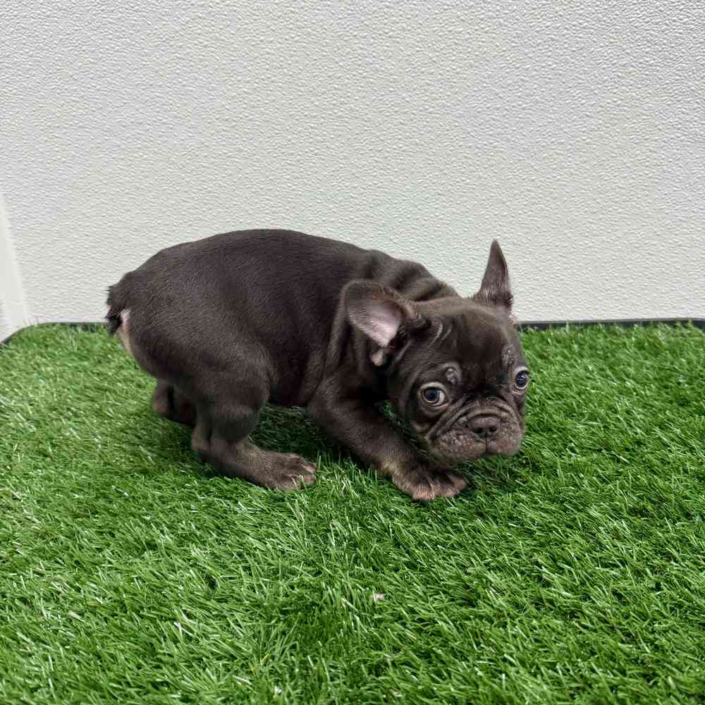 Male French Bulldog puppy named Grinch for sale at Puppy Dreams - South Little Rock.