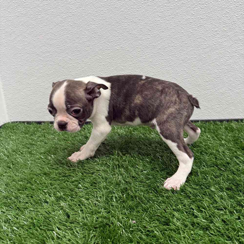 Male Boston Terrier puppy named Santa for sale at Puppy Dreams - South Little Rock.