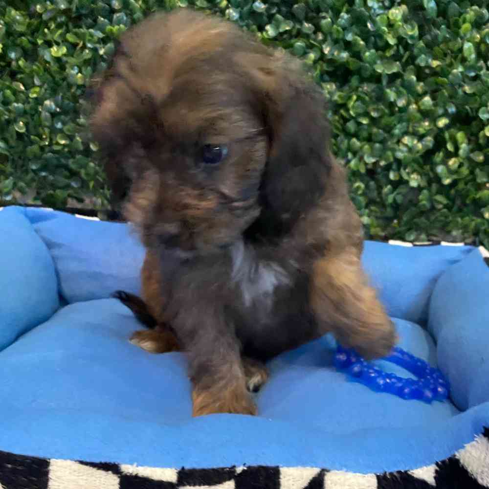Male Cavapoo puppy named Phantom for sale at Puppy Dreams - West Little Rock.
