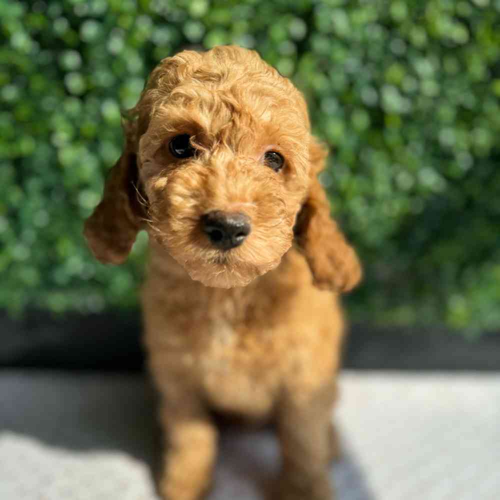 Male Cockapoo puppy named Cobweb for sale at Puppy Dreams - West Little Rock.