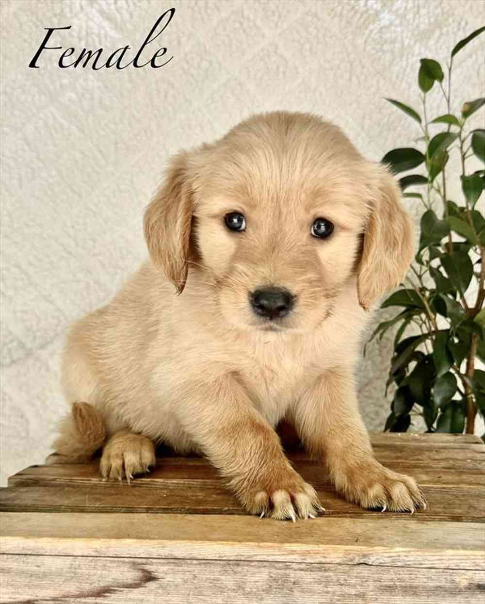 Female Golden Retriever puppy named Victoria for sale at Puppy Dreams - South Little Rock.