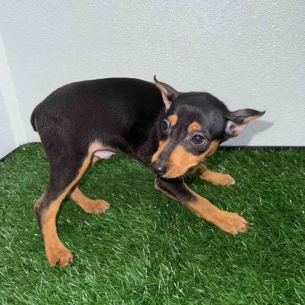 Male Mini Pinscher puppy named Tiny Tim for sale at Puppy Dreams - South Little Rock.