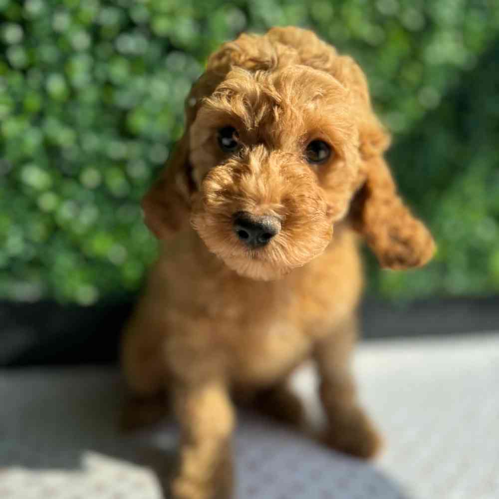 Male Cockapoo puppy named Cobweb for sale at Puppy Dreams - West Little Rock.