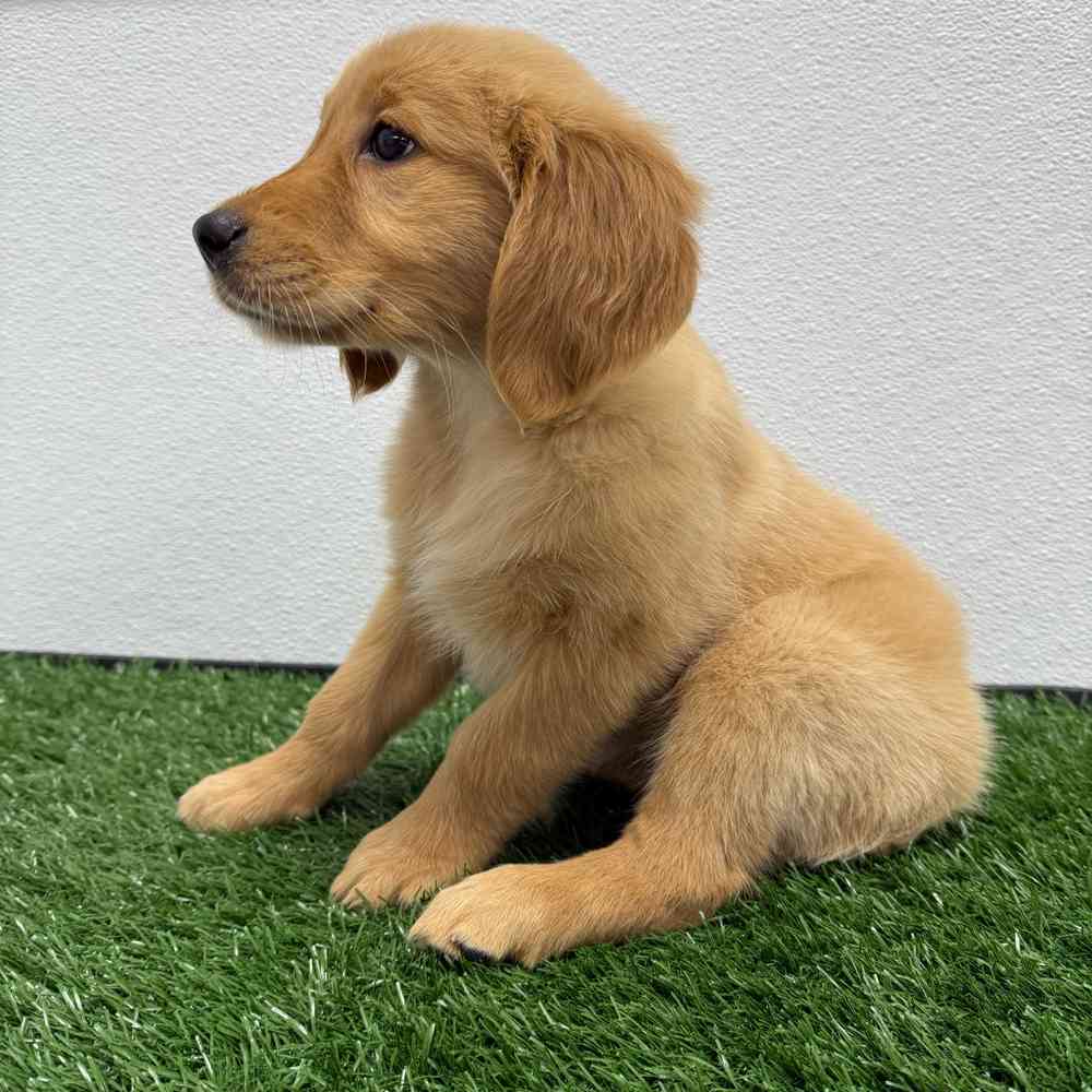 Female Golden Retriever puppy named Victoria for sale at Puppy Dreams - South Little Rock.