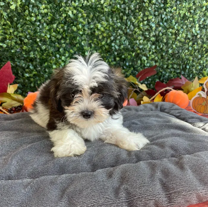 Male Teddy Bear puppy named Theo for sale at Puppy Dreams - West Little Rock.
