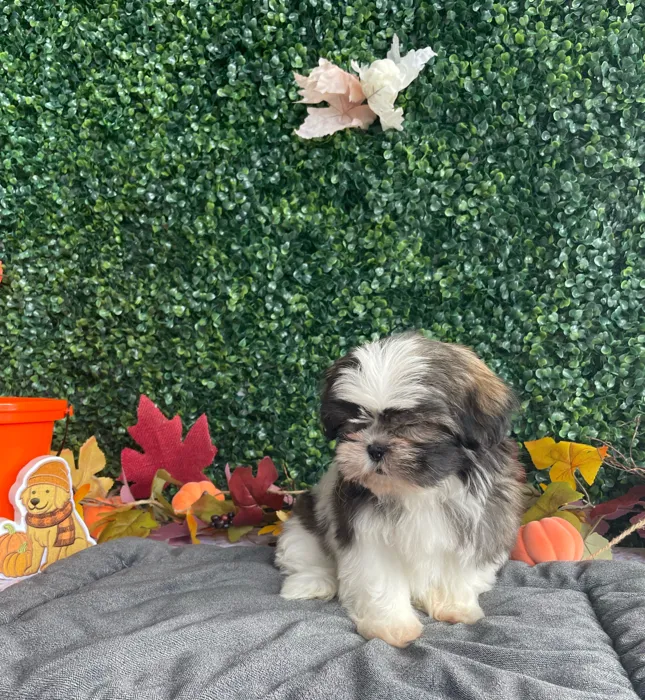 Female Shih Tzu puppy named Wanda for sale at Puppy Dreams - West Little Rock.