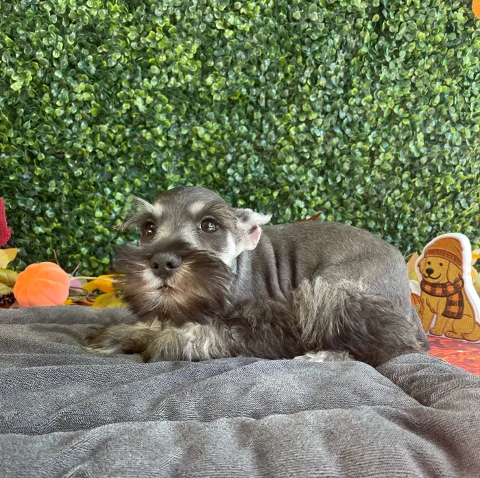 Male Mini Schnauzer puppy named Wesley for sale at Puppy Dreams - West Little Rock.