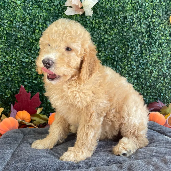 Male Mini Goldendoodle puppy named Sevyn for sale at Puppy Dreams - West Little Rock.
