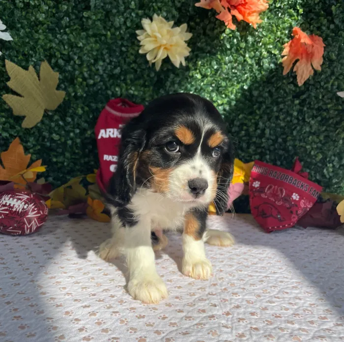 Male Cavalier King Charles Spaniel puppy named Knox for sale at Puppy Dreams - West Little Rock.