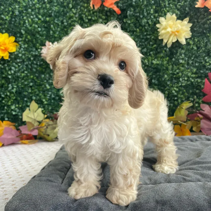 Male Cockachon puppy named Pogo for sale at Puppy Dreams - West Little Rock.
