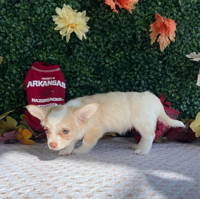Female Chihuahua puppy named Raven for sale at Puppy Dreams - West Little Rock.